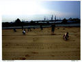 72 500 B Hamburg Sand Imaging Group 001-b.jpg
